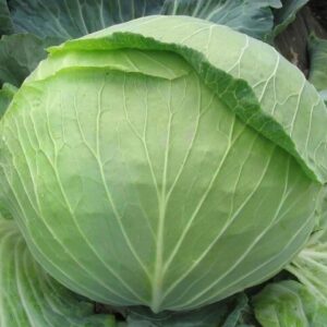 Капуста поздняя Украинская осень