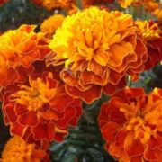 Бархатцы Медовые соты