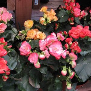 Бегония вечноцветущая, смесь