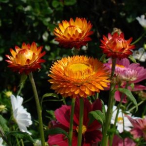 Бессмертник Цвет меди