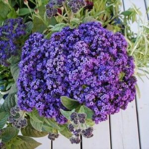 Гелиотроп древовидный Маринэ