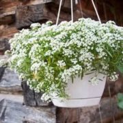 семена Алиссума Снежный ковер семена Алиссума Снежный ковер