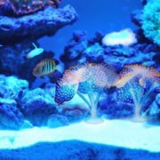 Кораллы для аквариума