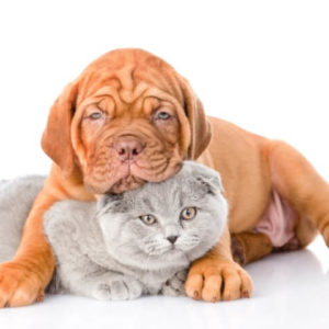 Товари для тварин