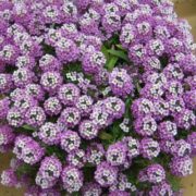 Лобулярия приморская Рози О'Дей