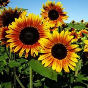 Подсолнух Краски Осени