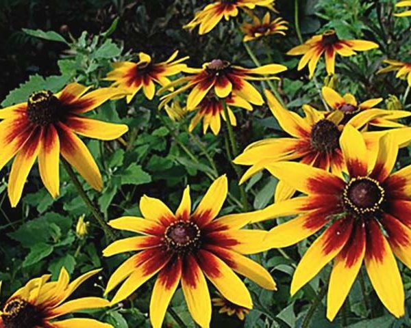 Рудбекия Осенний лес