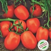 Томат Чибли F1 Syngenta Голландия