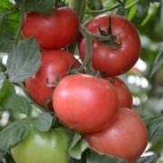 Томат Канна 218 F1 «Seminis» Голландия