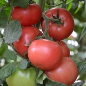 Томат Канна 218 F1 «Seminis» Голландия