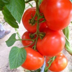 Томат Мелодия F1 «Seminis» Голландия