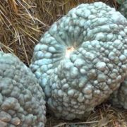 Тыква Марина ди Кьоджа Hortus Италия