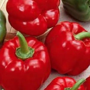 Перец сладкий Топгриль