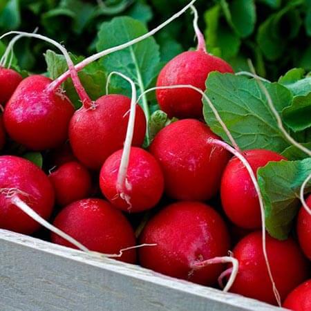 Редис Скарлет Редис Скарлет