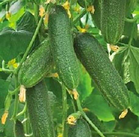 Огурец Коринна Огурец Коринна