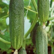Огурец Рита