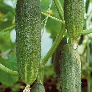 Огурец Рита