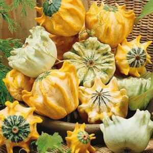 Тыква Корона (декоративная)