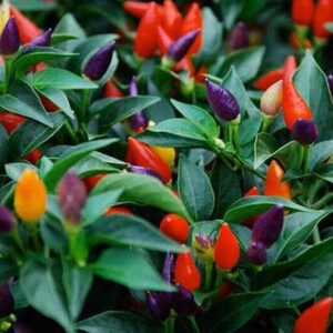 Перец острый Маскарад Перец острый Маскарад