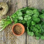 Кориандр Преземоло чинезе