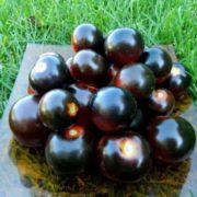 Экзотический Томат Черешня черная