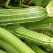 Кабачок Римская драгоценность купить