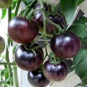 Томат Черешня черная