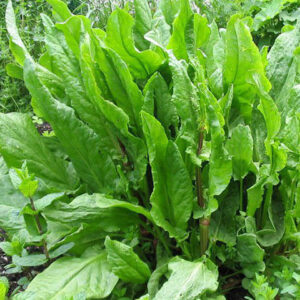 Щавель Изумруд Лиона