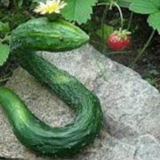 Огурец Китайский змей купить