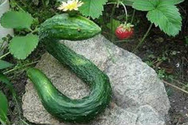 Огурец Китайский змей купить