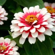 Цинния Карусель, смесь Цинния Карусель, смесь