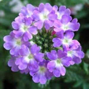 Вербена Аметист гибридная