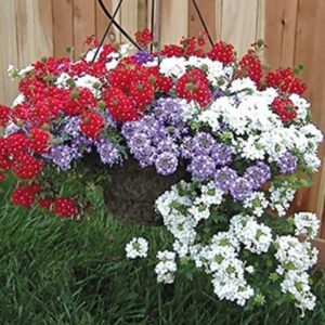 Вербена Гибридная ампельная