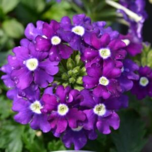 Вербена Сплендор гибридная