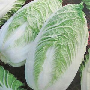 Капуста пекинская Кантонер