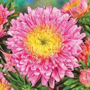 Астра Принцесса лососево-розовая