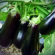 Баклажан Икорный F1