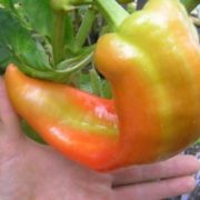 Перец Бивень семена Перец Бивень семена