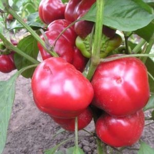 Перец Колобок