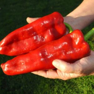 Перец Маркони ред