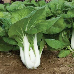 Капуста Джой Чой F1