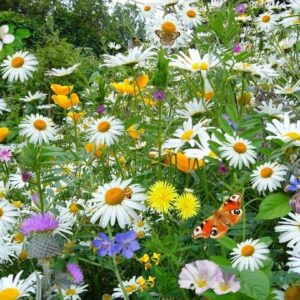 Цветочная смесь Лето в белом