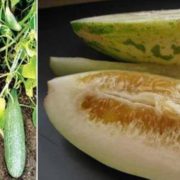 Огурдыня Кароселло из Гравины