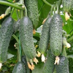 Огурец Всем на зависть F1