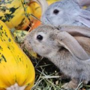 кабачок Золотой Цеппелин - на корм животным