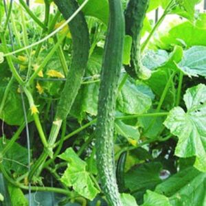 Огурец Чонгшенг