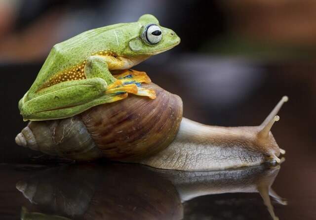 Как бороться со слизнями народными методами