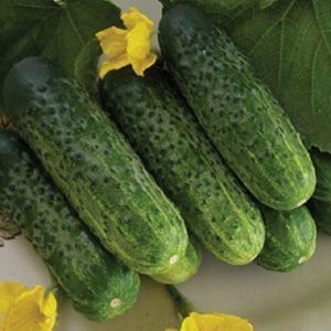 Огурец Московский пижон F1