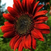 Подсолнух Красное Солнышко