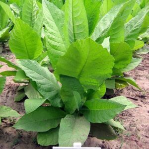 Табак курительный Бравый 200